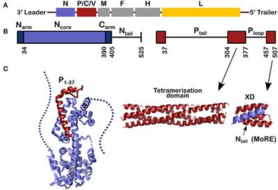 The Nucleoprotein and Phosphoprotein of Measles Virus